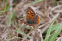 Lycaena phlaeas