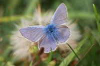 Polyommatus icarus