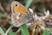 Coenonympha pamphilus