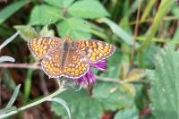 Melitaea phoebe