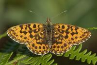 Boloria dia