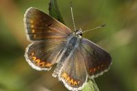 Aricia agestis