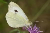 Pieris brassicae