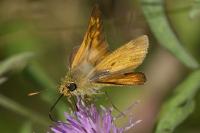 Ochlodes sylvanus