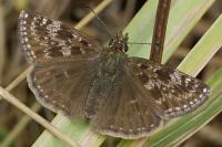 Erynnis tages
