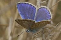 Polyommatus icarus