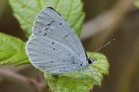 Celastrina argiolus