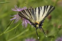 Iphiclides podalirius
