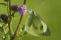 Pieris brassicae