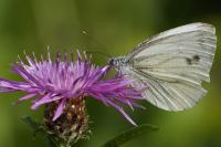 Pieris napi