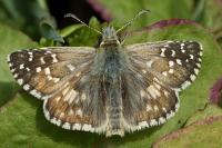 Pyrgus armoricanus