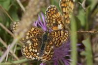 Melitaea phoebe