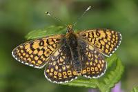 Melitaea cinxia
