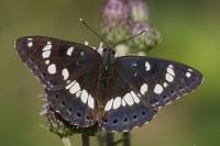 Limenitis reducta