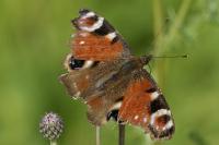Aglais io