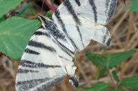 Iphiclides podalirius