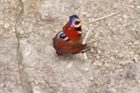 Aglais io