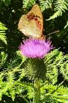 Argynnis pandora