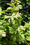 Argynnis pandora