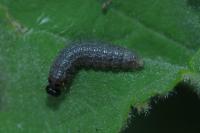 Carcharodus alceae