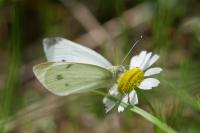 Pieris rapae