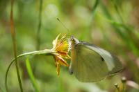 Pieris brassicae