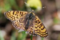 Melitaea cinxia