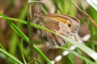 Coenonympha pamphilus