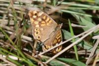 Pararge aegeria