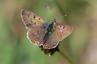 Lycaena tityrus