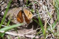 Lasiommata megera