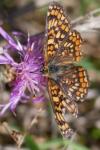 Melitaea phoebe