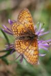 Melitaea parthenoides
