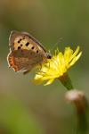 Lycaena phlaeas