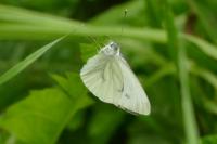 Pieris napi