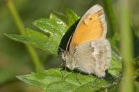 Coenonympha pamphilus