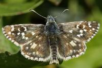 Pyrgus armoricanus