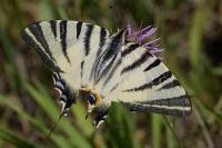 Iphiclides podalirius