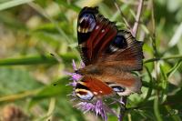 Aglais io
