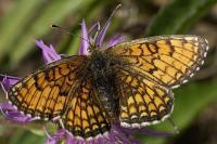 Melitaea parthenoides