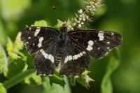 Araschnia levana