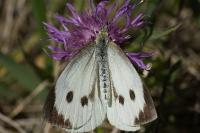 Pieris brassicae