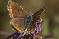Aricia agestis