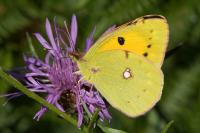 Colias crocea