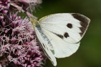 Pieris brassicae