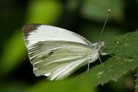 Pieris napi