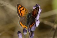 Lycaena phlaeas