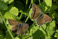 Lycaena tityrus