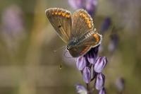 Aricia agestis