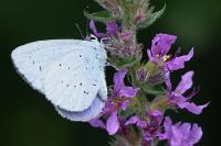 Celastrina argiolus